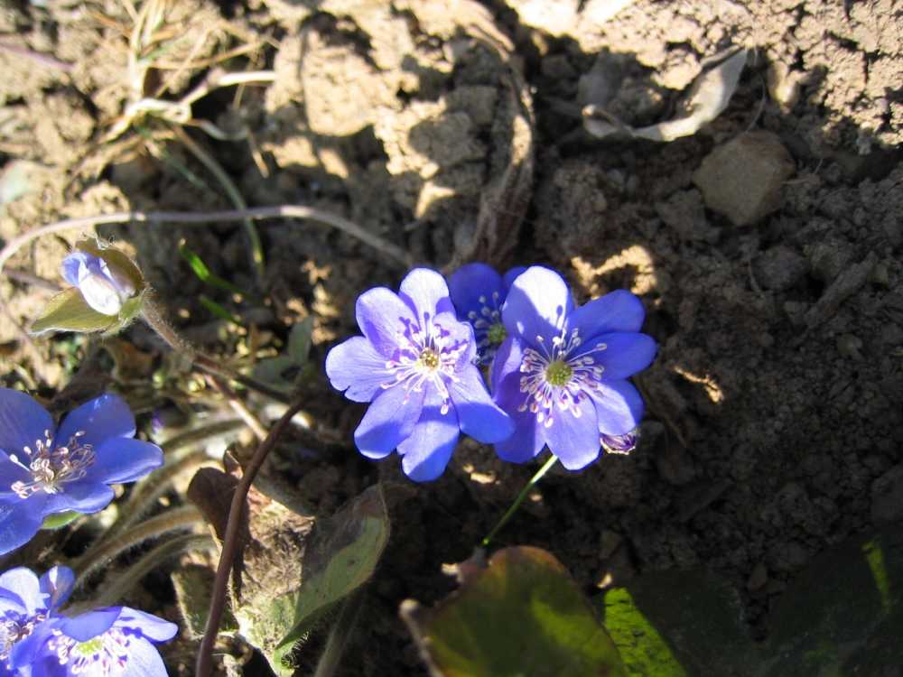 Hepatica nobilis (Rotblühendes Leberblümchen)